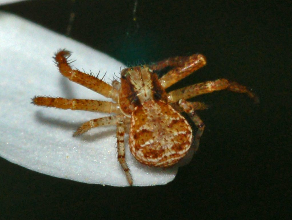 Xysticus sp.